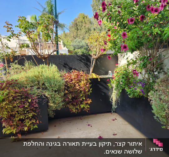 גינה עם צמחים ופרחים צבעוניים